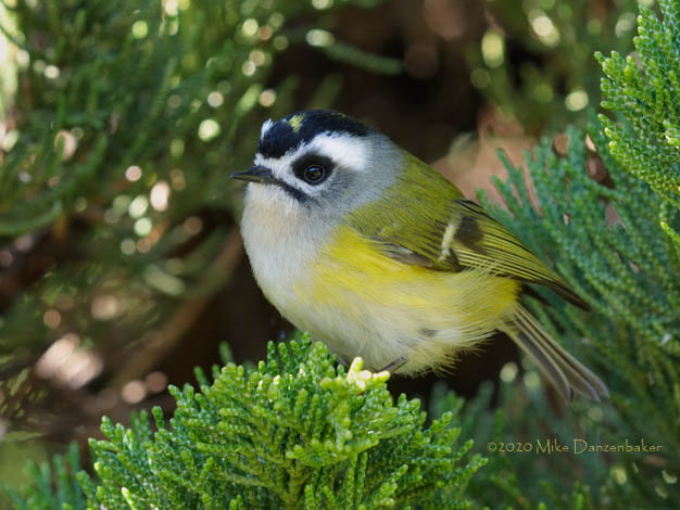 Flamecrest (Regulus goodfellowi) photo