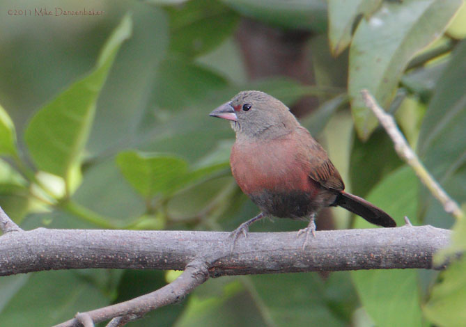Black-bellied Firefinch (Lagonosticta rara) photo