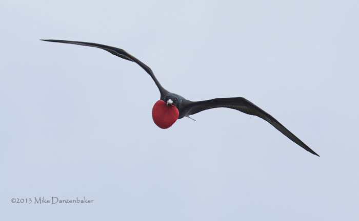 Great Frigatebird (Fregata minor) photo