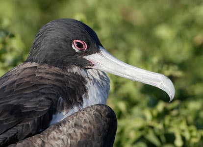 Great Frigatebird (Fregata minor) photo