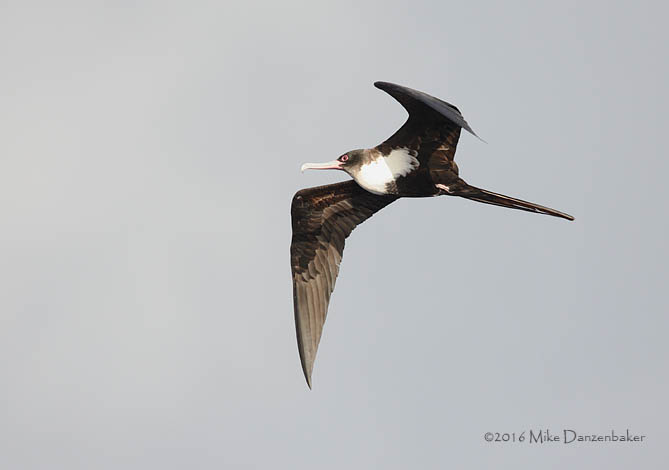 Great Frigatebird (Fregata minor) photo
