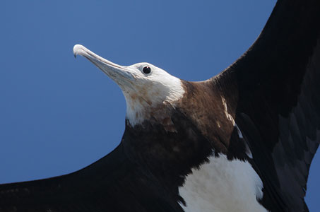 Great Frigatebird (Fregata minor) photo