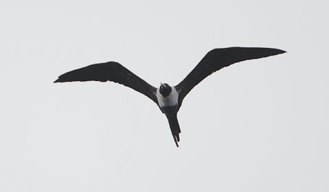 Lesser Frigatebird (Fregata ariel) photo