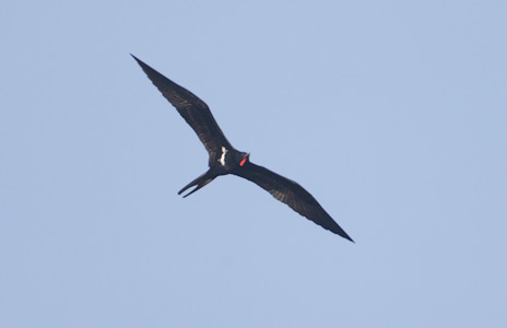 Lesser Frigatebird (Fregata ariel) photo