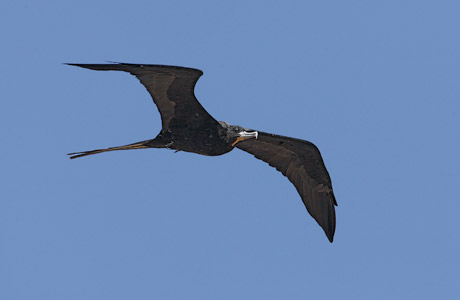 Magnificent Frigatebird (Fregata magnificens) photo