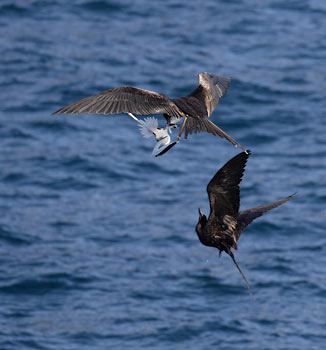 Magnificent Frigatebird (Fregata magnificens) photo