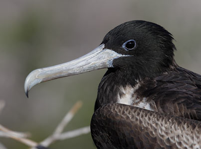 Magnificent Frigatebird (Fregata magnificens) photo