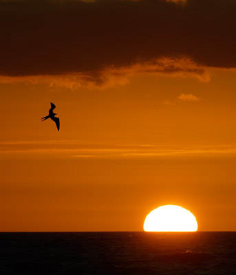Magnificent Frigatebird (Fregata magnificens) photo