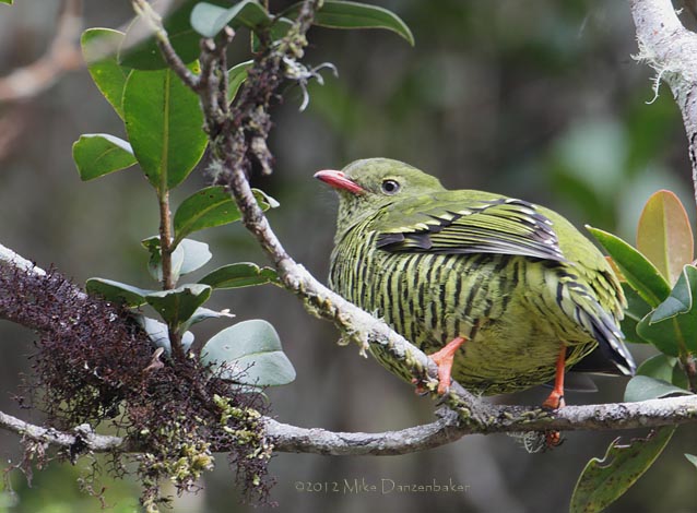 Barred Fruiteater (Pipreola arcuata) photo
