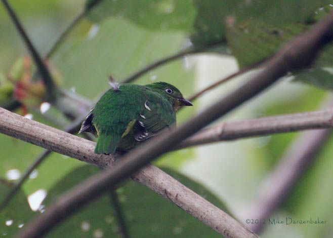 Fiery-throated Fruiteater (Pipreola chlorolepidota) photo