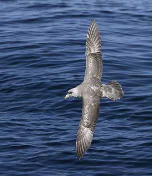 Northern Fulmar (Fulmarus glacialis) photo