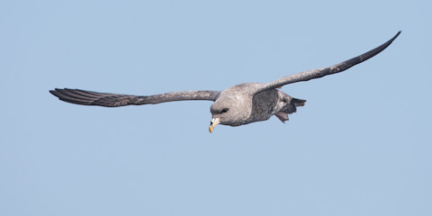 Northern Fulmar (Fulmarus glacialis) photo