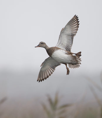 Gadwall (Anas strepera) photo
