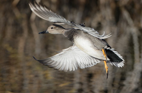 Gadwall (Anas strepera) photo