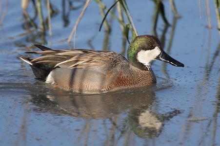 Gadwall (Anas strepera) photo