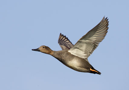 Gadwall (Anas strepera) photo