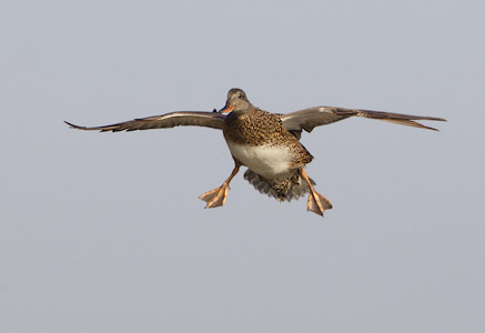 Gadwall (Anas strepera) photo