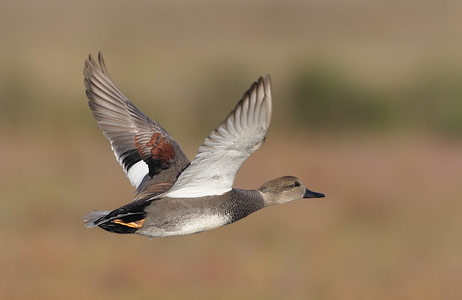 Gadwall (Anas strepera) photo