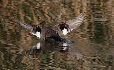 Gadwall (Anas strepera) photo