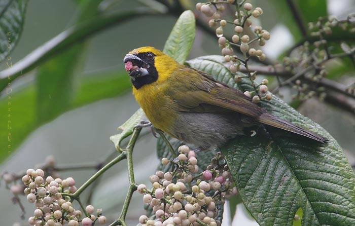 Black-faced Grosbeak (Caryothraustes poliogaster) photo