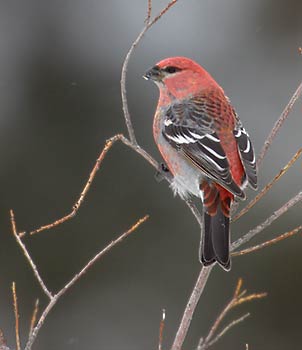 Pine Grosbeak (Pinicola enucleator) photo