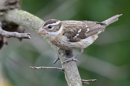 Rose-breasted Grosbeak (Pheucticus ludovicianus) photo