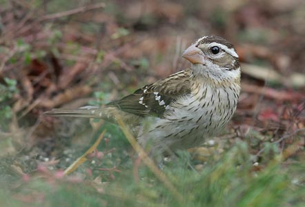 Rose-breasted Grosbeak (Pheucticus ludovicianus) photo