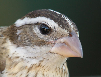 Rose-breasted Grosbeak (Pheucticus ludovicianus) photo