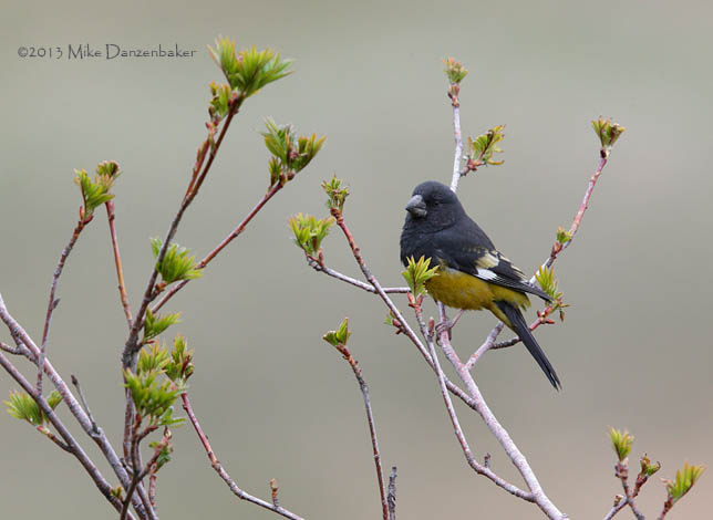 White-winged Grosbeak (Mycerobas carnipes) photo