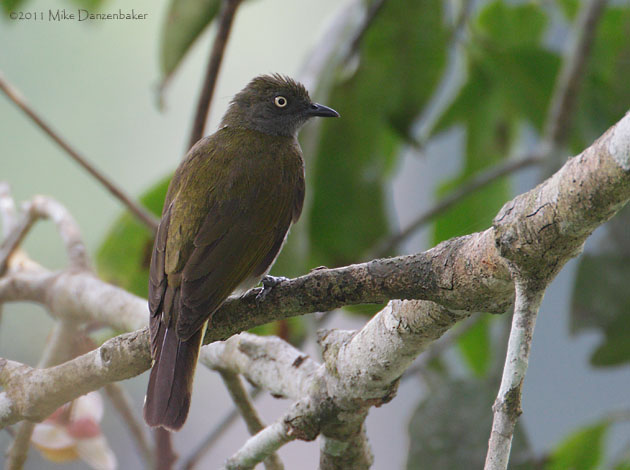 Honeyguide Greenbul (Baeopogon indicator) photo