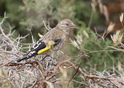 European Goldfinch (Carduelis carduelis) photo