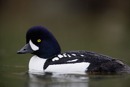 Barrow's Goldeneye (Bucephala islandica) photo