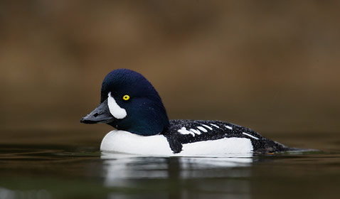 Barrow's Goldeneye (Bucephala islandica) photo