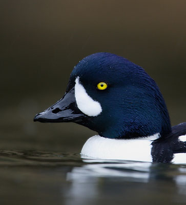 Barrow's Goldeneye (Bucephala islandica) photo