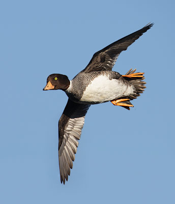Barrow's Goldeneye (Bucephala islandica) photo