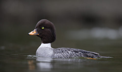 Barrow's Goldeneye (Bucephala islandica) photo