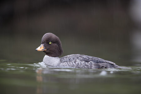 Barrow's Goldeneye (Bucephala islandica) photo