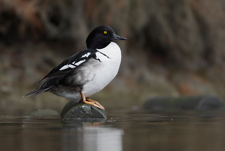 Barrow's Goldeneye (Bucephala islandica) photo