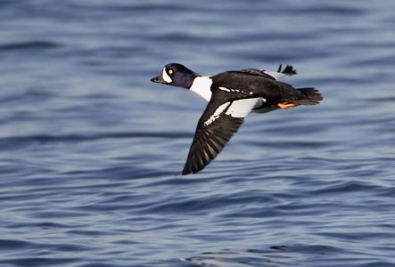 Barrow's Goldeneye (Bucephala islandica) photo