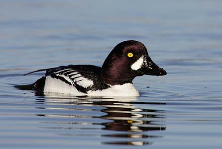 Barrow's Goldeneye (Bucephala islandica) photo