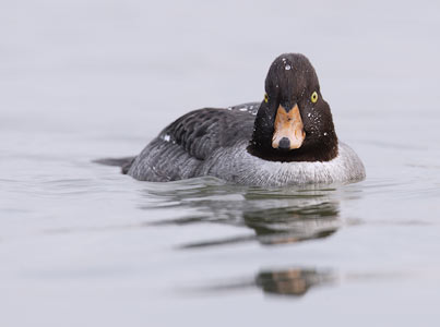 Barrow's Goldeneye (Bucephala islandica) photo
