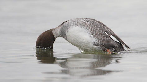 Common Goldeneye (Bucephala clangula) photo