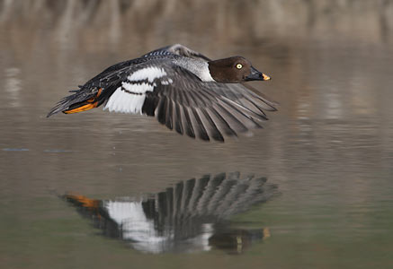 Common Goldeneye (Bucephala clangula) photo