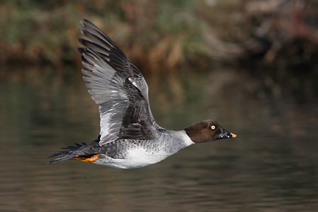 Common Goldeneye (Bucephala clangula) photo