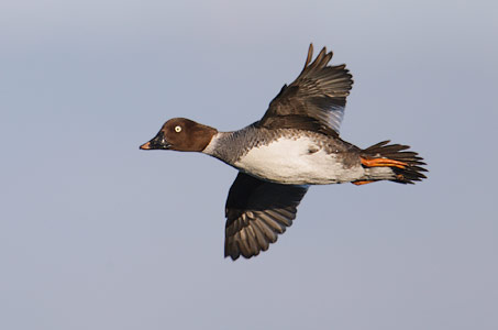 Common Goldeneye (Bucephala clangula) photo