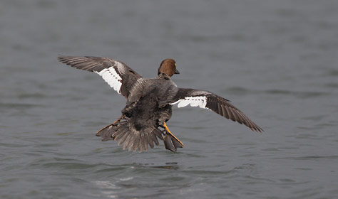 Common Goldeneye (Bucephala clangula) photo