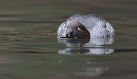 Common Goldeneye (Bucephala clangula) photo