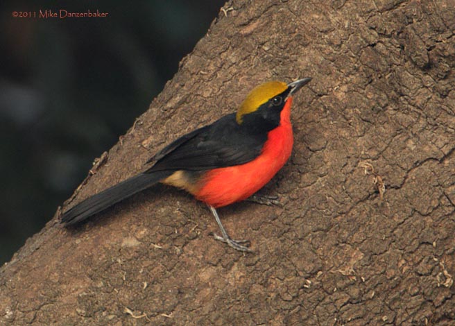 Yellow-crowned Gonolek (Laniarius barbarus) photo