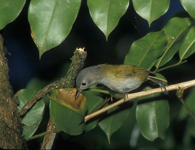 Lesser Greenlet (Hylophilus decurtatus) photo
