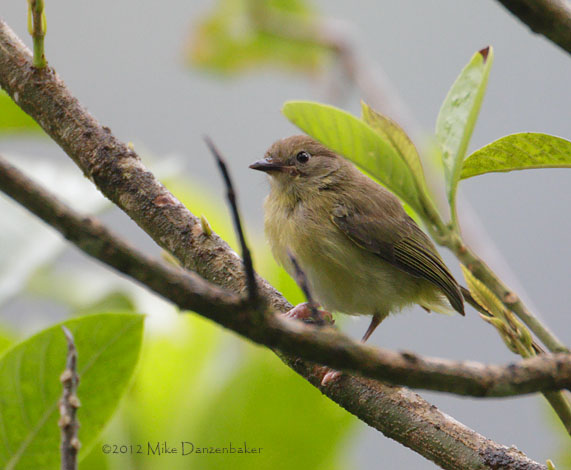 Olivaceous Greenlet (Hylophilus olivaceus) photo